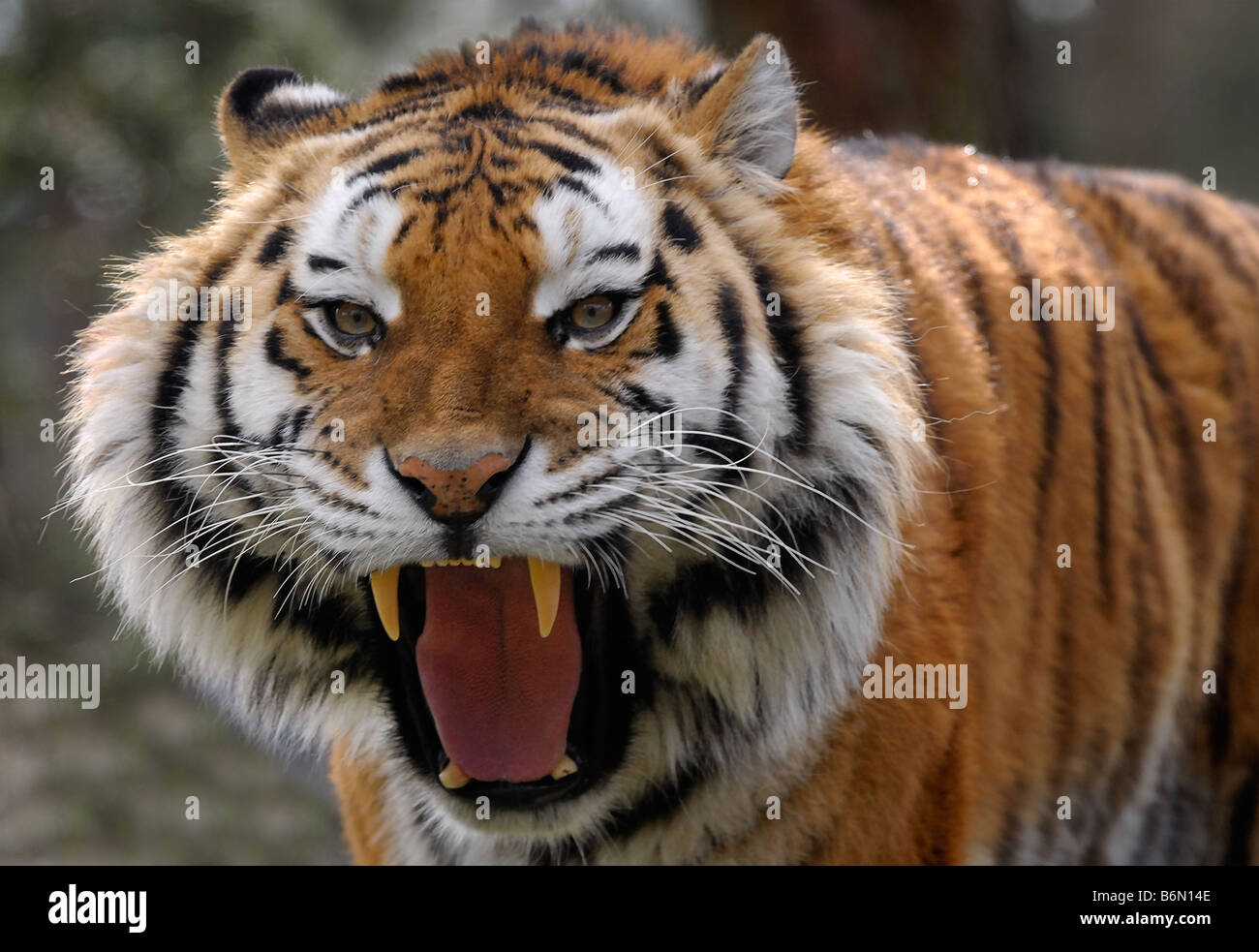 wütend Tiger zeigt seine große und scharfe Zähne Stockfoto