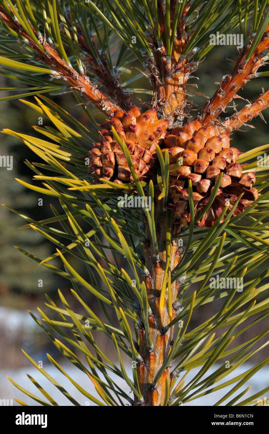 Baum Tannenzapfen 0801 Stockfoto