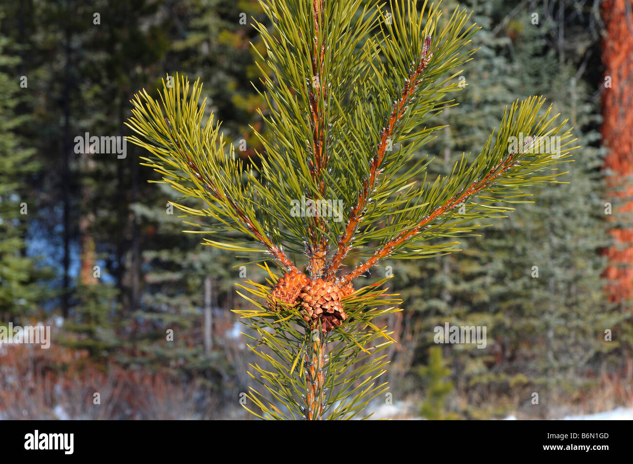 Baum Tannenzapfen 0803 Stockfoto