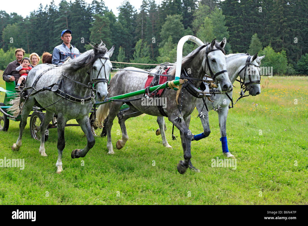 Troika, russische traditionelle Pferd Team fahren, Moscow Region, Russland Stockfoto