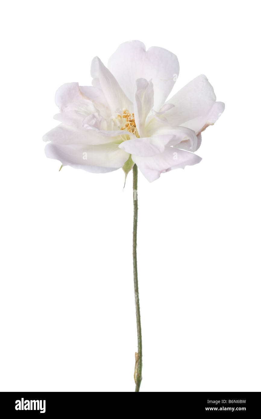 Antike Garten rose isoliert auf weißem Hintergrund Stockfoto