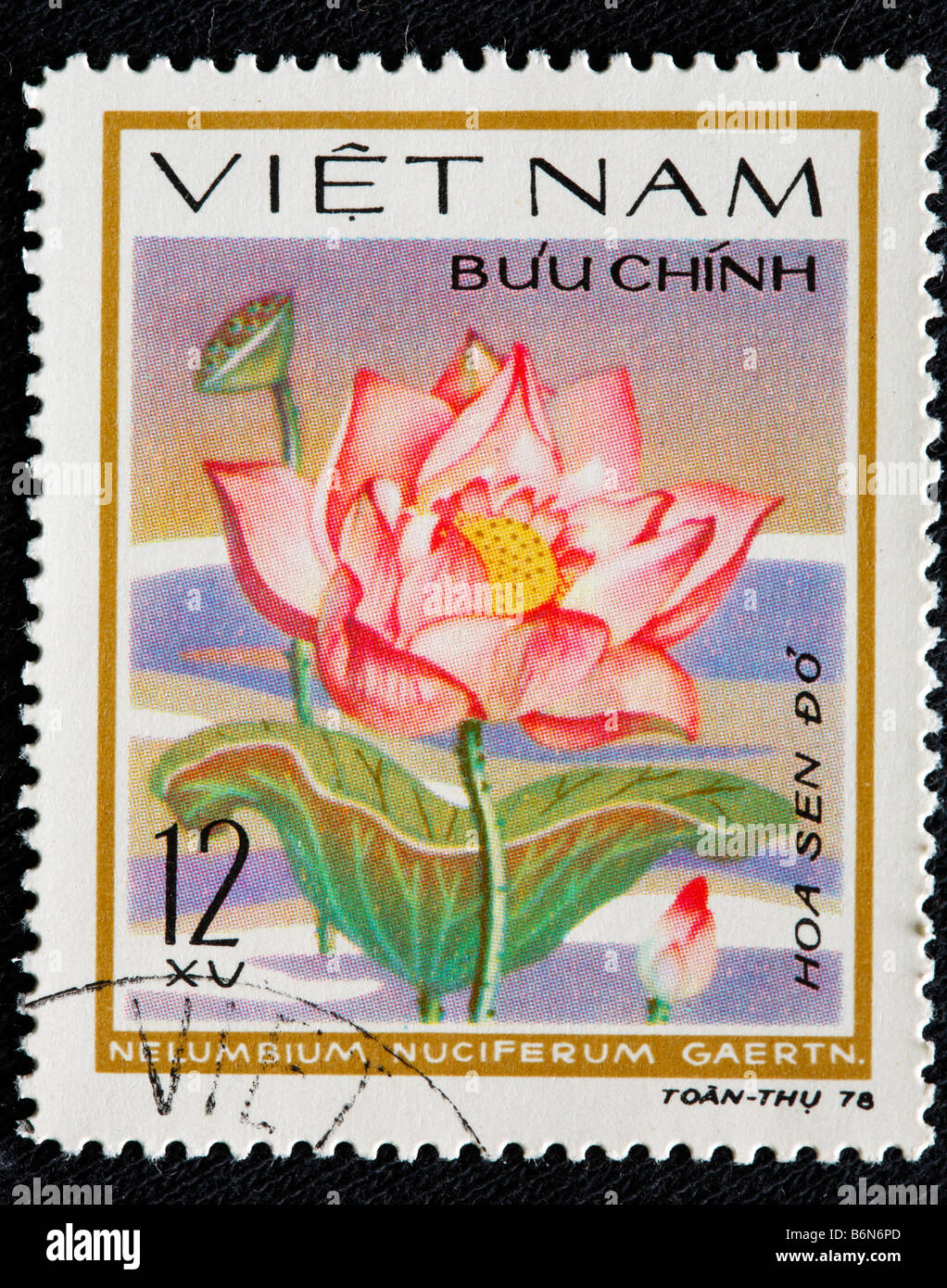 Nelumbo Nucifera (indischer Lotus, Heilige Wasserlilie, Nelumbium Speciosum, Nymphaea Nelumbo), Blume, Briefmarke, Vietnam, 1978 Stockfoto