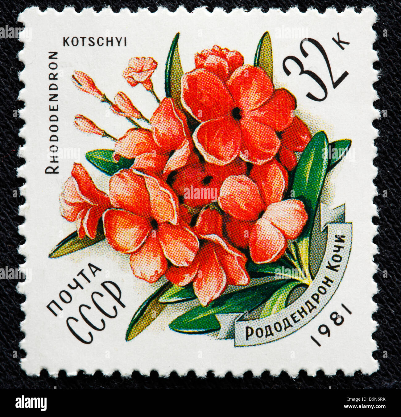 Rhododendron Kotshyi, Blume, Briefmarke, UdSSR, Russland 1981 Stockfoto
