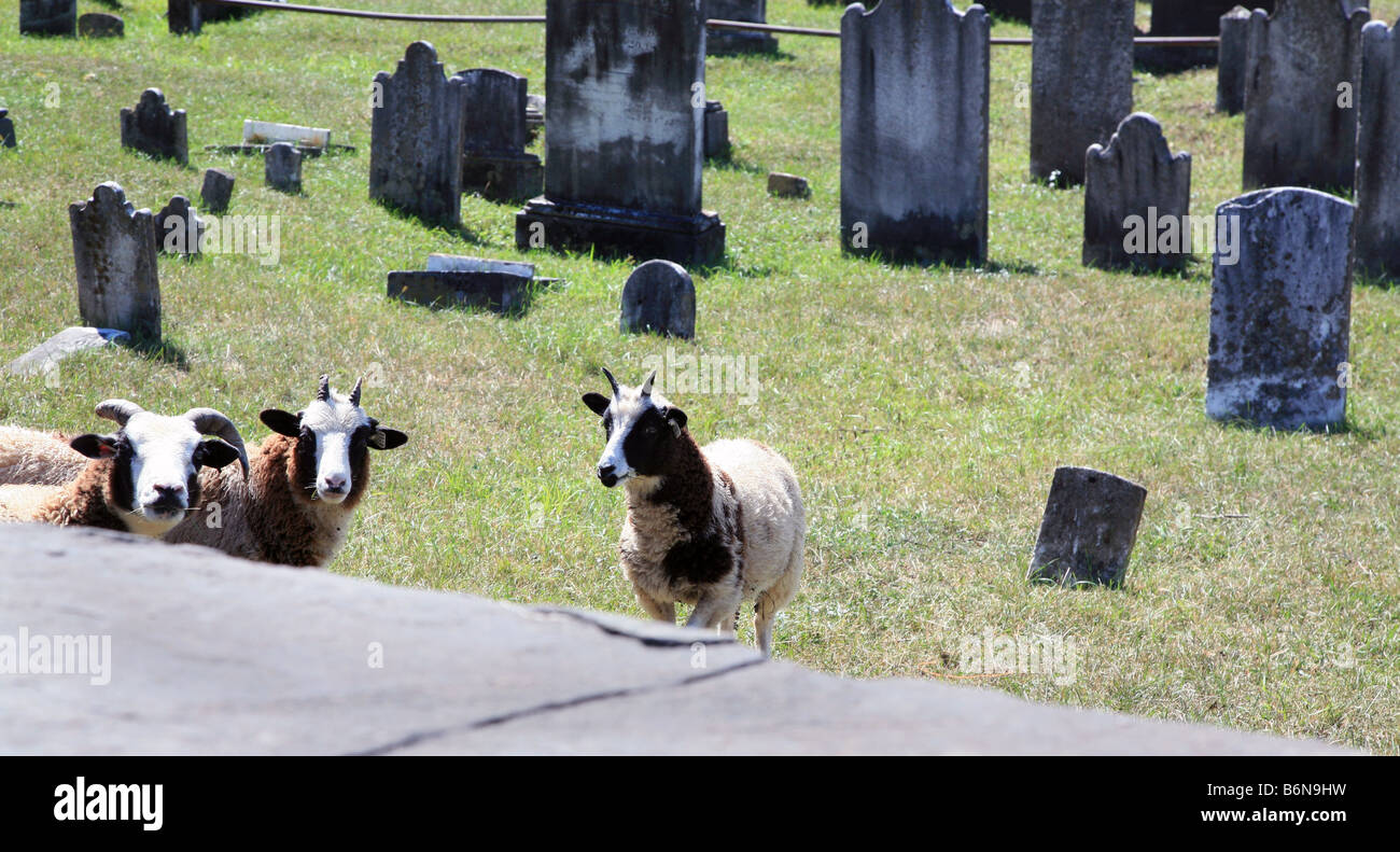Eine Herde von braunen und weißen Ziegen weiden auf einem Friedhof. Stockfoto