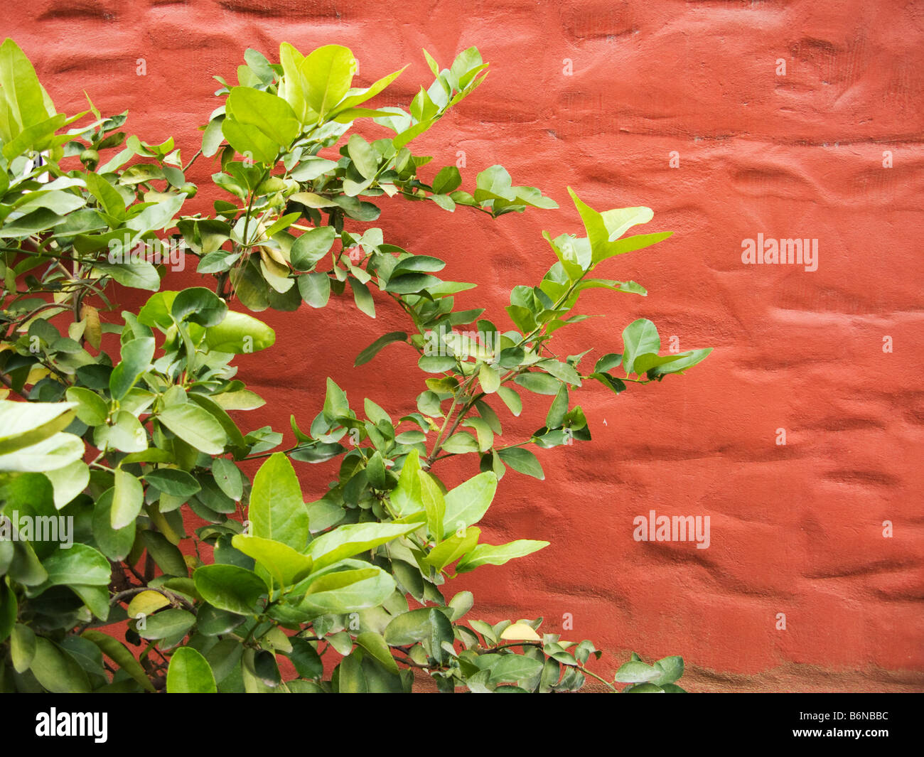 Orangenbaum-Zweig vor roter Wand Stockfoto