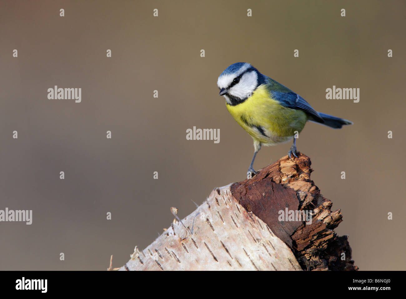 Blaumeise Cyanistes Caeruleus auf Birke log Stockfoto