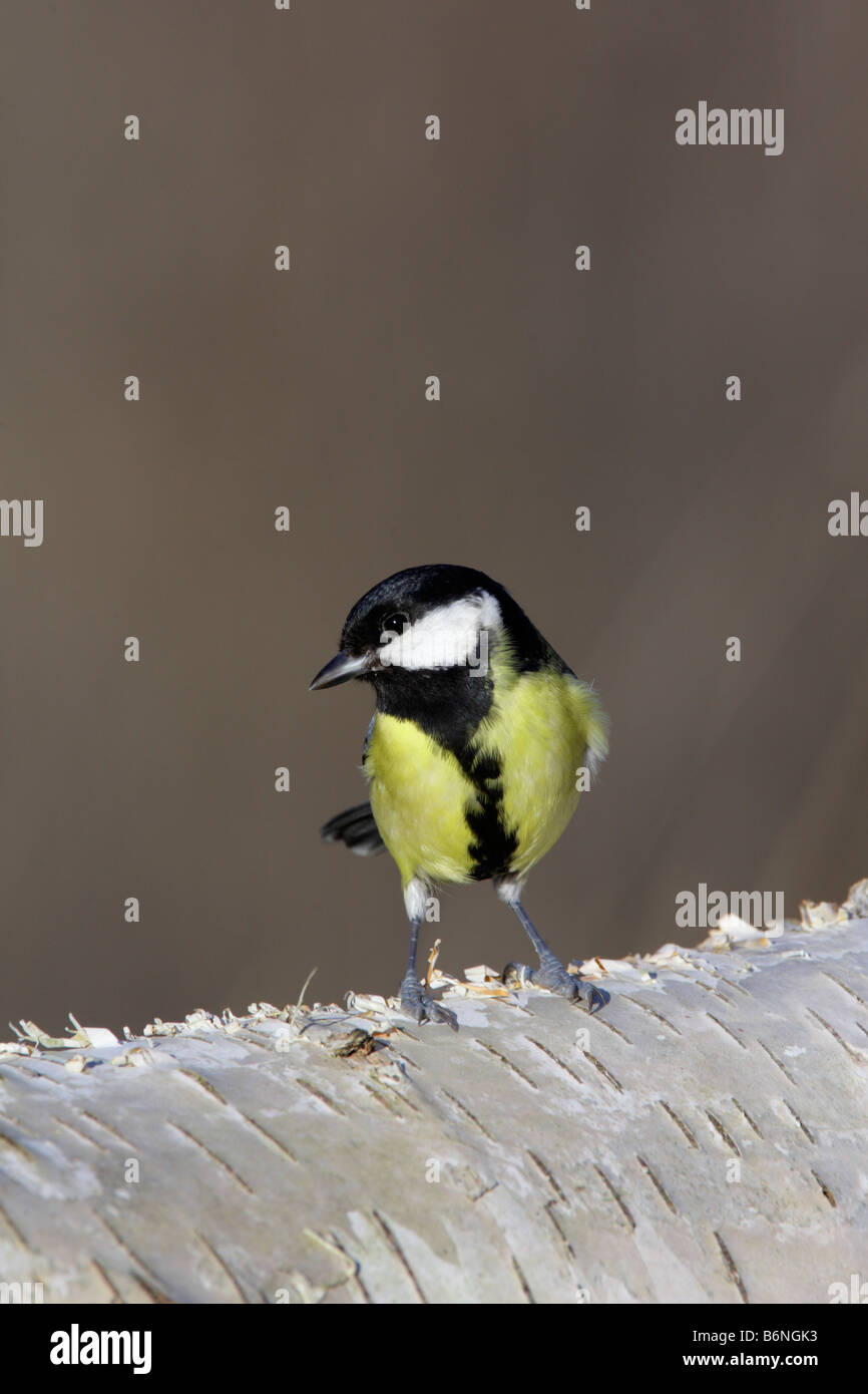 Großer Tit Parus Major auf Silver Birch Login Suche alert Potton Bedfordshire Stockfoto