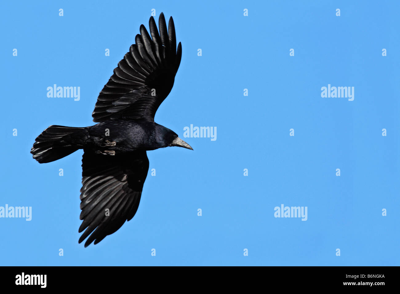 Raven Sie-Corvus Corax im Flug Stockfoto