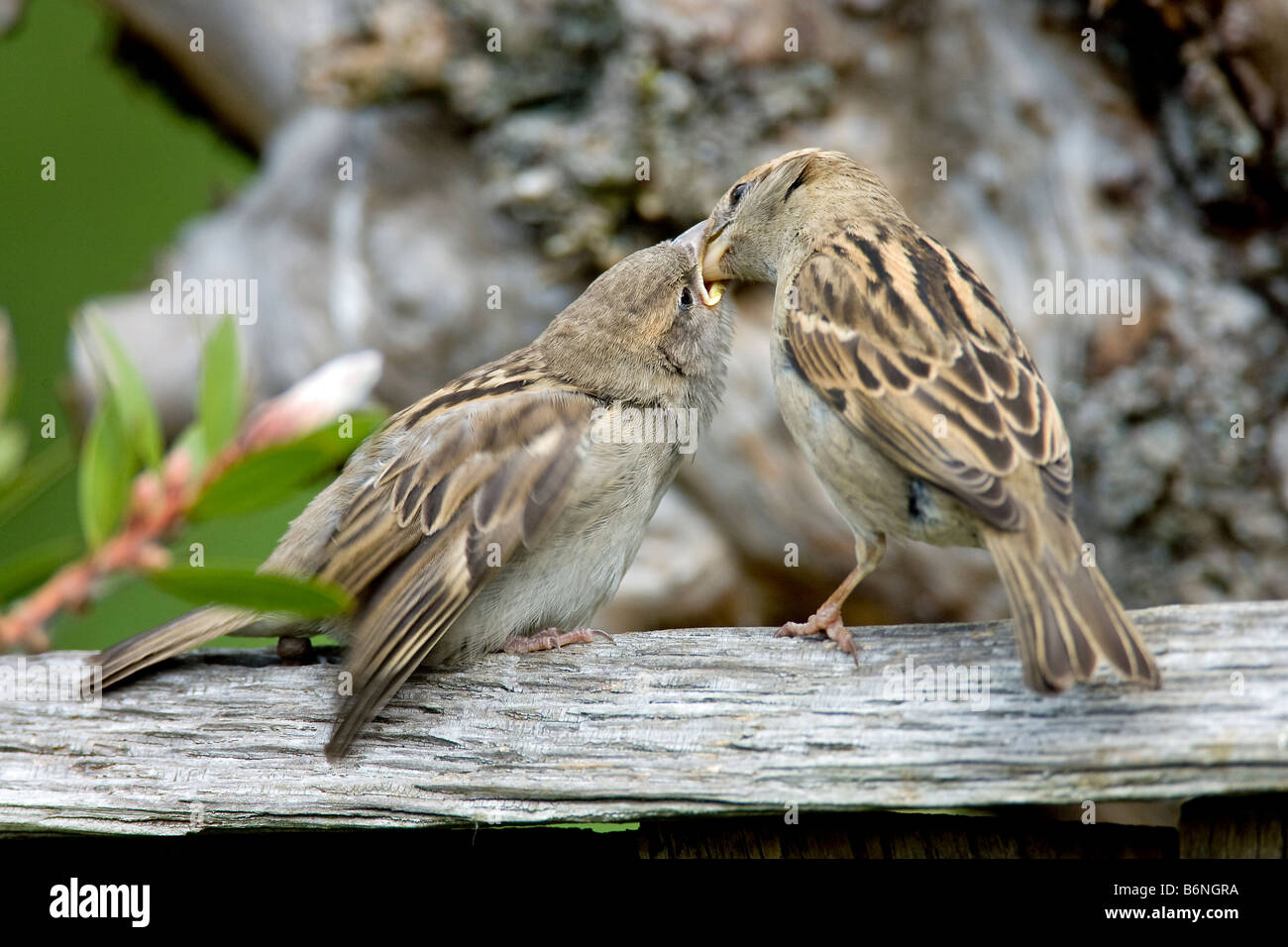 Spatz Haussperling Passer Domesticus Passeridae Vogel weibliche Jugendliche Stockfoto