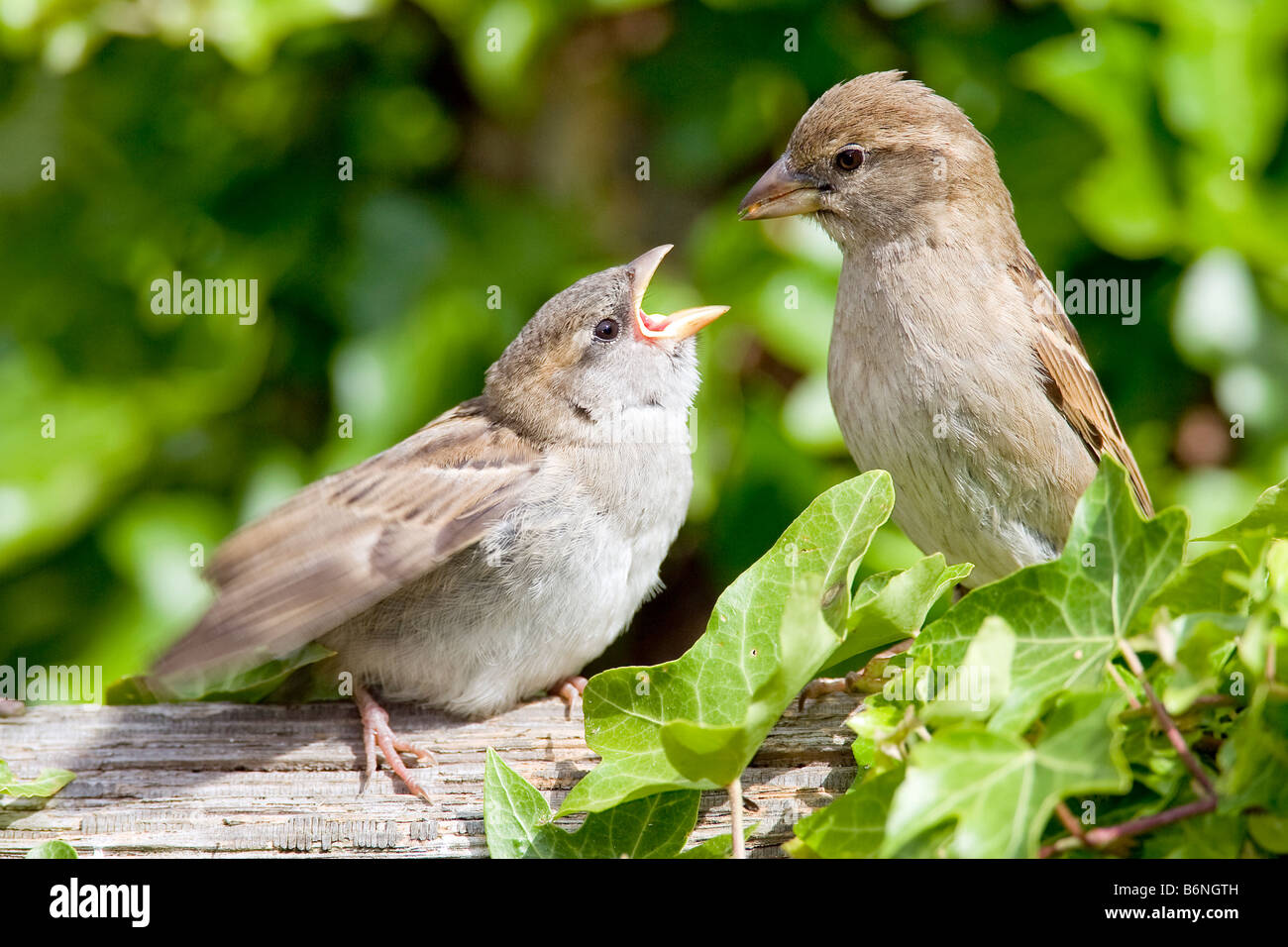 Spatz Haussperling Passer Domesticus Passeridae Vogel weibliche Jugendliche Stockfoto