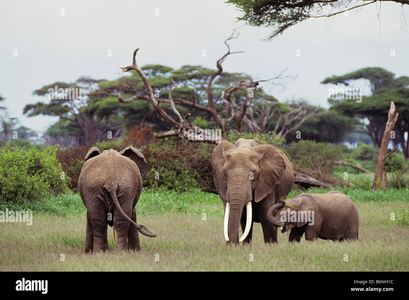Elefantenfamilie auf Wiese Stockfoto
