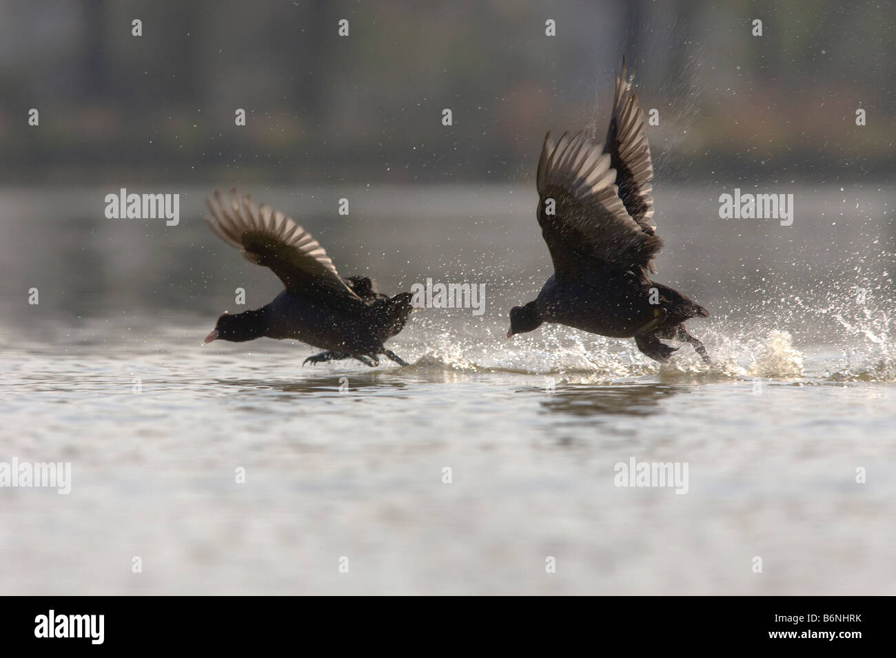 Kampf zwischen 2 Männchen während der Balz Stockfoto