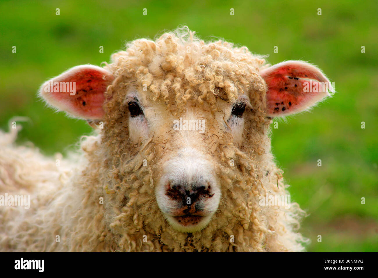 Seltene englische Lincoln Longwool Schafe zu züchten. Bauernhof Landwirtschaft Tiere Vieh Schafe haarigen Mäntel wolle. Tuch weben. Tweed. Stockfoto