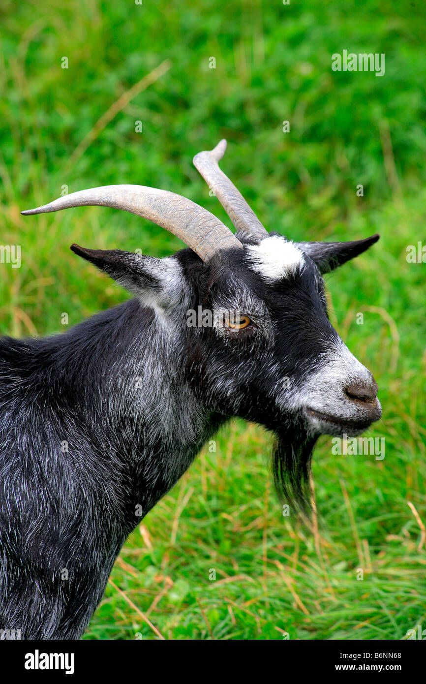 Seltene englische Rasse Zwerg Ziegen Portrait heimischen Landwirtschaft Tiere Säugetier Säugetiere Ziegen stehen Artengemeinschaft Minibauernhof Stockfoto