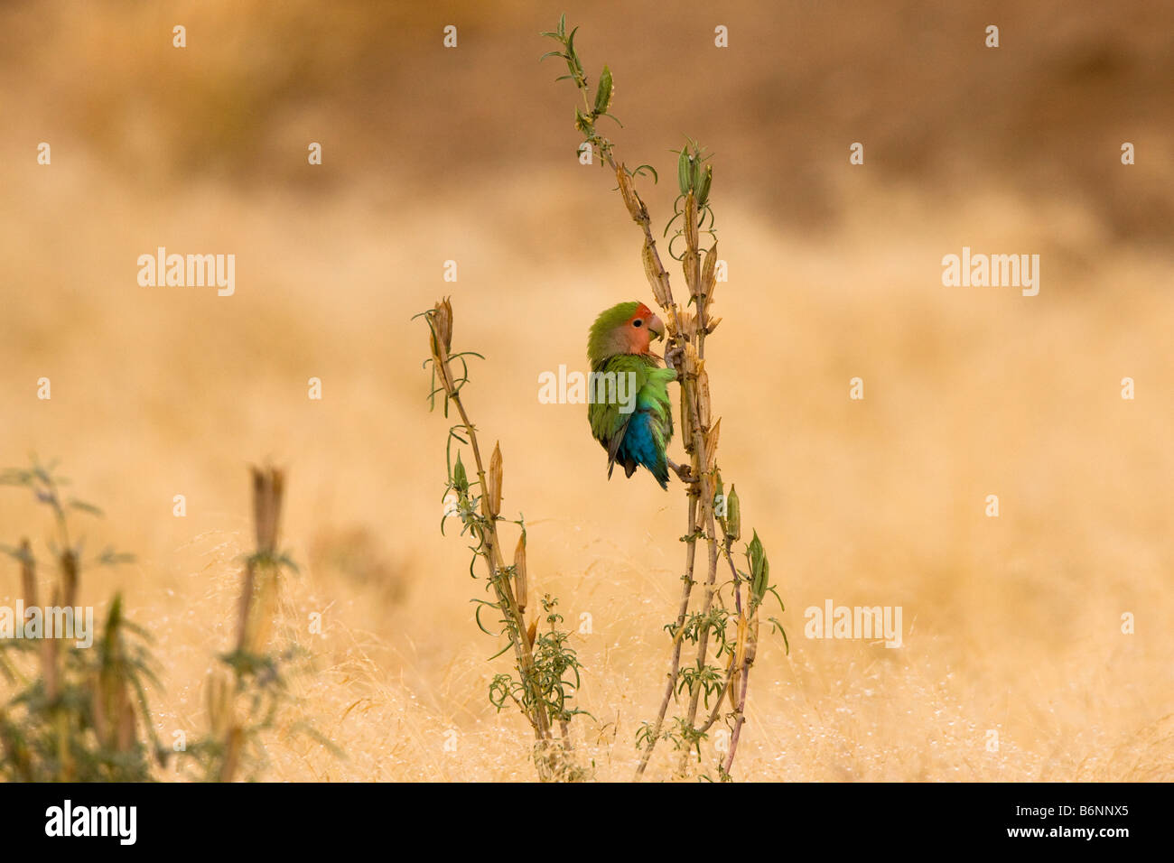 Rosy-faced Lovebird auf Unkraut, Solitaire, Namibia Stockfoto