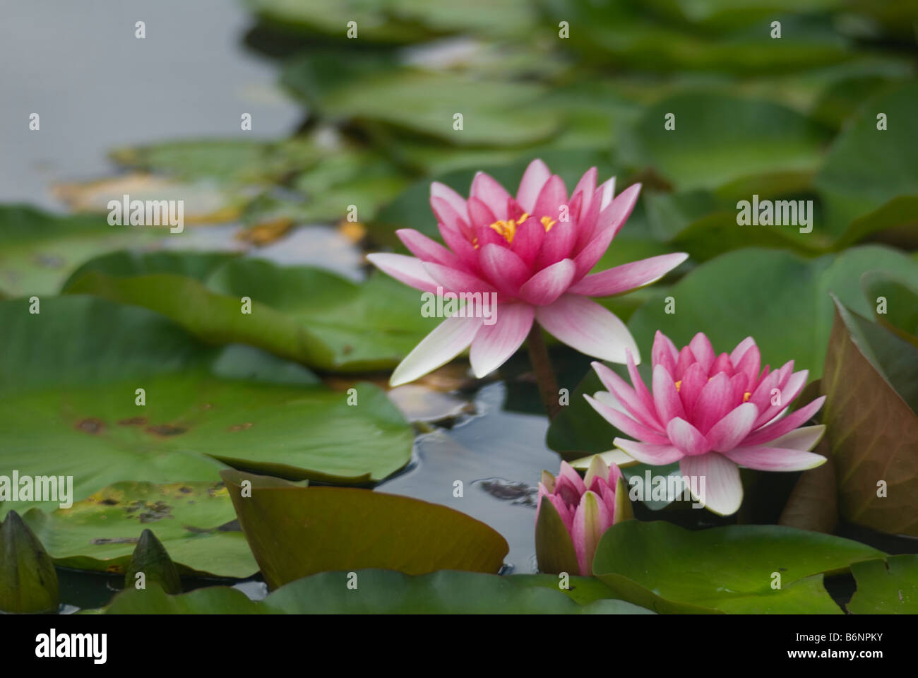 Seerosen Nyphaea Nymphaeaceae Stockfoto