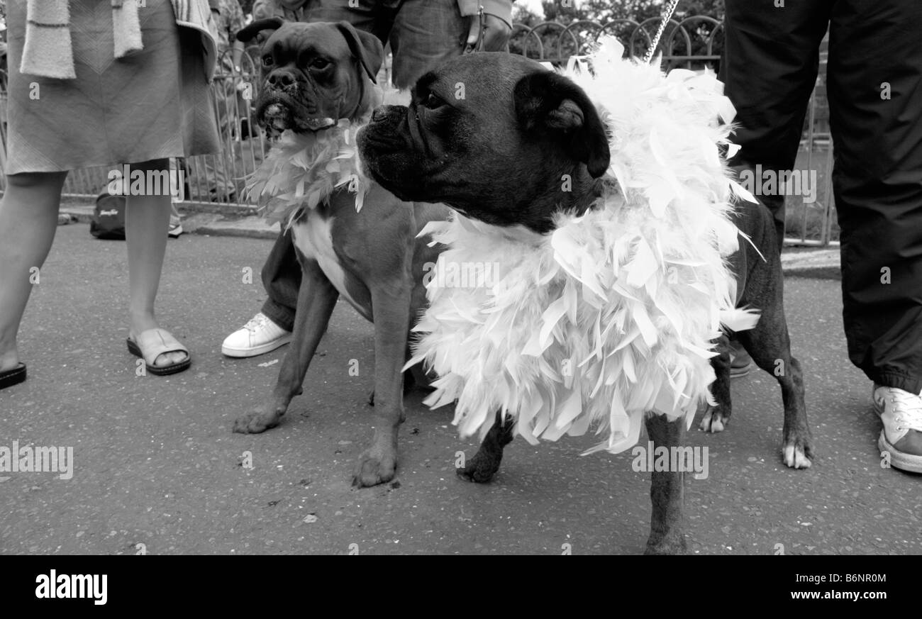 Vereinigtes Königreich, ENGLAND, 6. August 2005. Zwei Hunde sind für Brighton Pride, die jährliche Gay Pride-Veranstaltung angezogen. Stockfoto