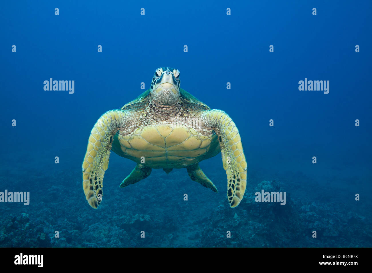Grüne Meeresschildkröte, Chelonia Mydas, eine bedrohte Art, Hawaii. Stockfoto