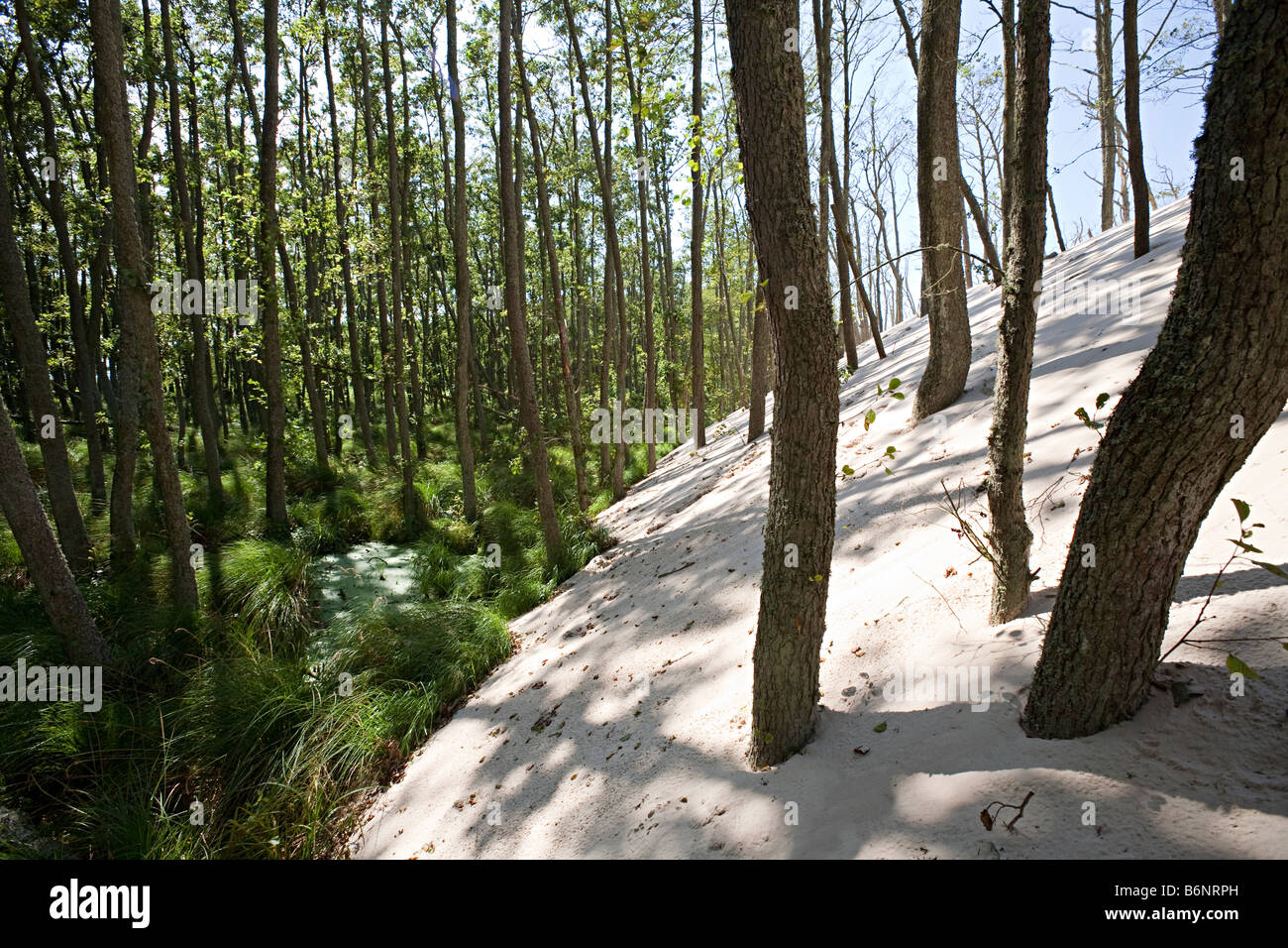 Lacka Gora Dünen Eingriff in Wald und Bäume Slowinski Nationalpark Leba Polen begraben Stockfoto