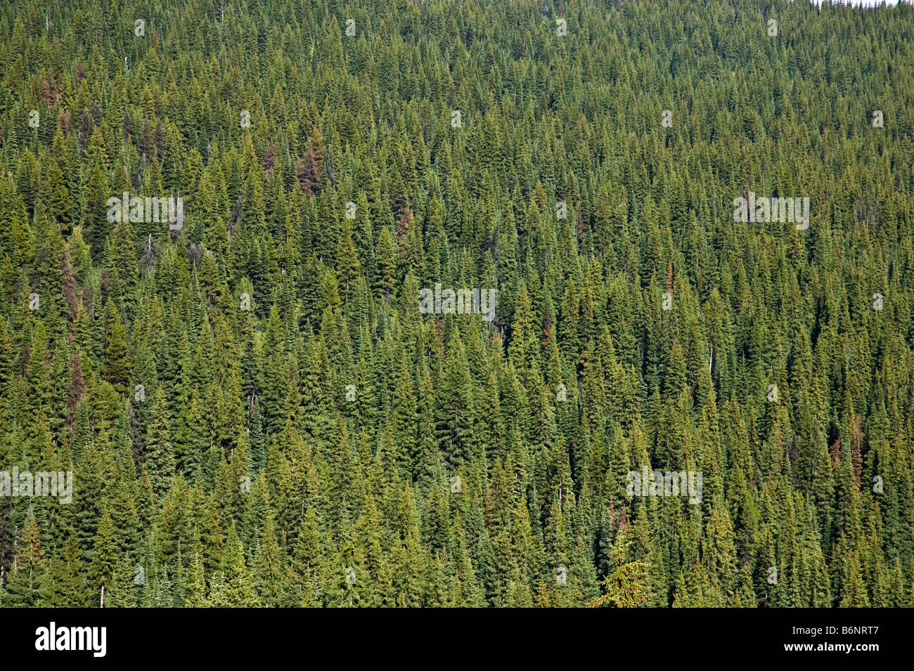 Kiefer mit Käfer Waldzerstörung Manning Park Park BC Kanada Stockfoto