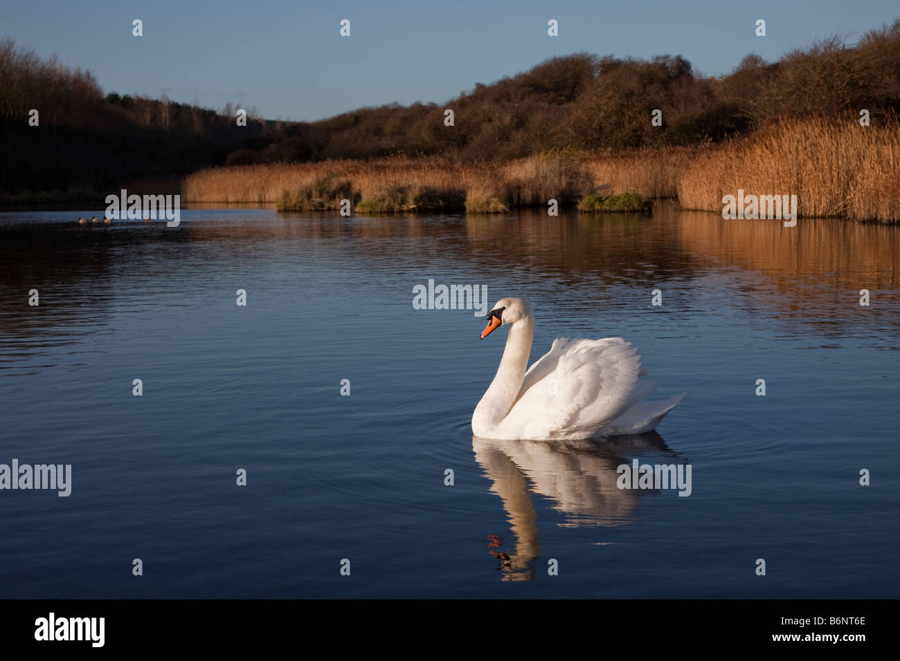 Höckerschwan Cygnus Olor auf Natur reservieren salzhaltige Lagune Teich abgerungen Industrieflächen East Aberthaw Wales UK Stockfoto