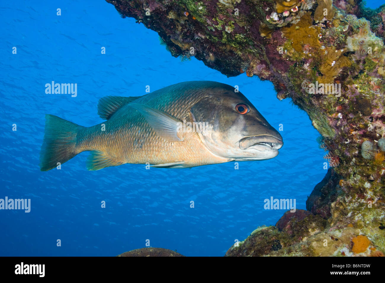 Die Cubera Snapper, Lutjanus Cyanopterus gilt eine gefährdete Spezies, Bonaire, Niederländische Antillen, Karibik. Stockfoto