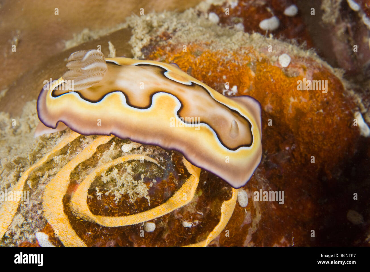 Ein Chromodoris Nacktschnecken, Chromodoris Coi, Eiablage auf den Korallen Kopf in Yap, Mikronesien, Pazifik. Stockfoto