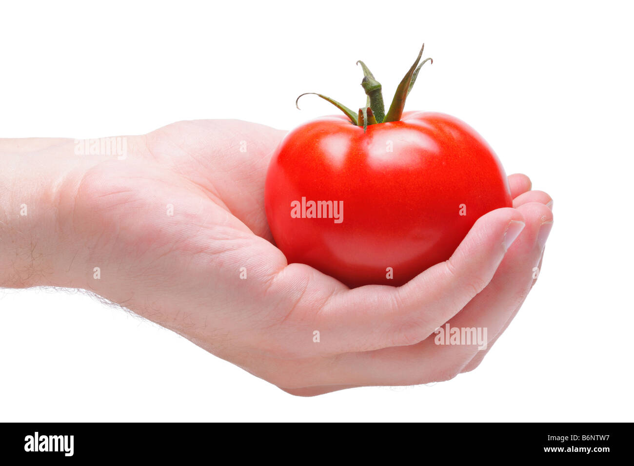 Hand, die eine rote Tomate Stockfoto