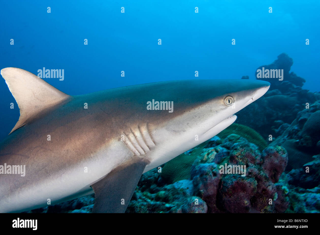 Einen grauen Riffhai, Carcharhinus Amblyrhynchos, Yap, Mikronesien. Stockfoto