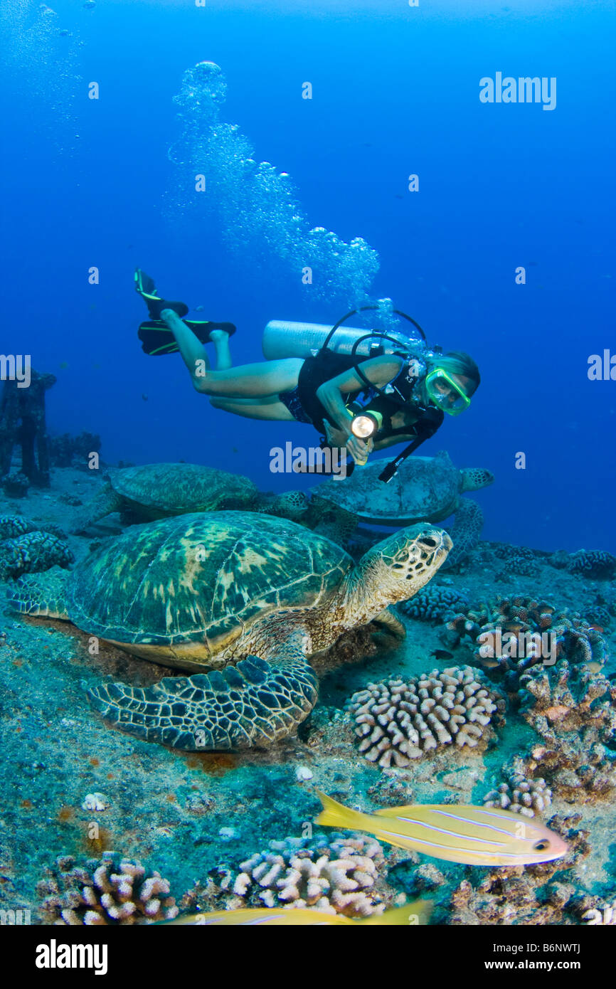 Ein Taucher und grüne Meeresschildkröten, Chelonia Mydas, auf dem Wrack von YO-257 Waikikik Strand, Oahu, Hawaii. Stockfoto