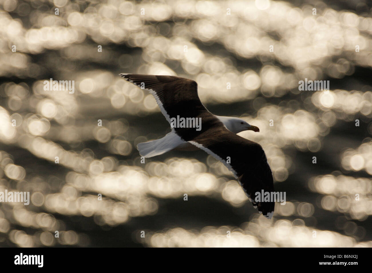 GROßE BLACK-BACKED Möve, Larus Marinus, auf der Flucht vor dem schimmernden Ozean Hintergrund Stockfoto