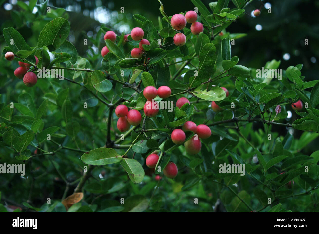 Kirschbaum mit Früchten [RF] Stockfoto
