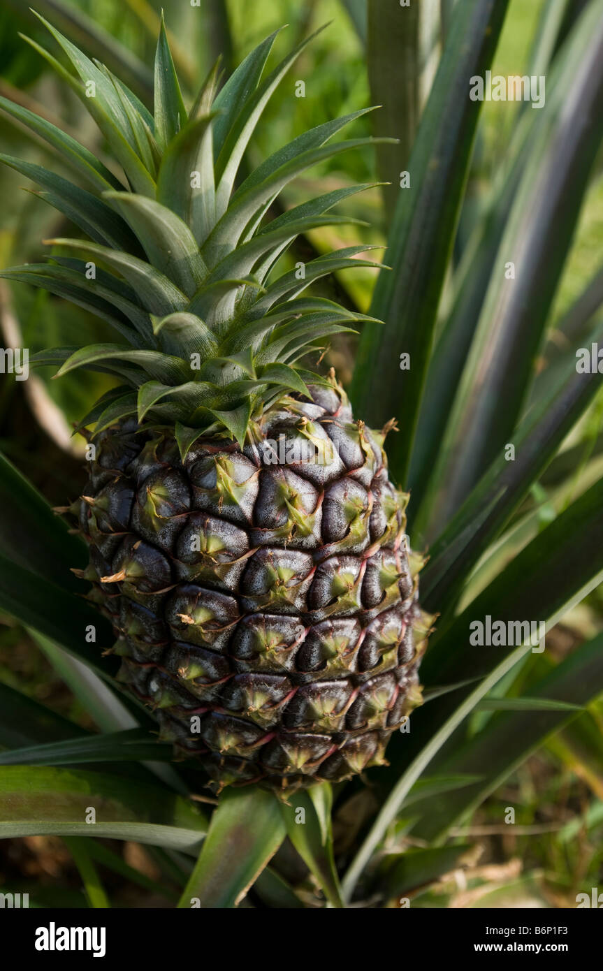 Ananas-Pflanze, die in Hawaii Stockfoto