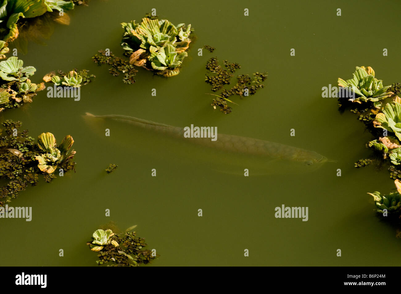Arahuana Osteoglossum arowana -Fotos und -Bildmaterial in hoher Auflösung – Alamy