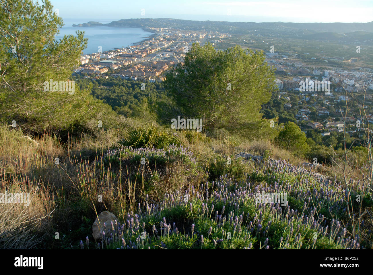 Blick von La Plana, mit Lavendel in f/g, über Bucht Cap Prim, Javea / Xabia, Provinz Alicante, Comunidad Valenciana, Spanien Stockfoto