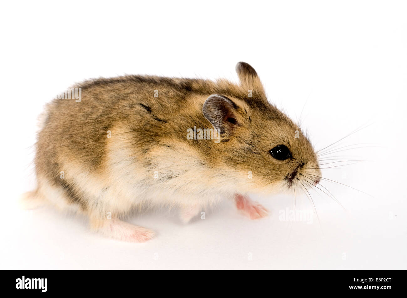 Campbells russische Zwerg Hamster Phodopus campbelli Stockfoto