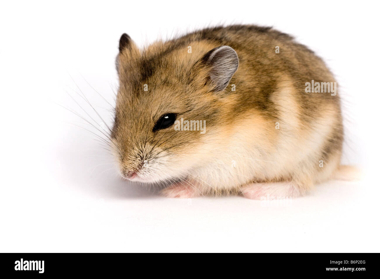 Campbells russische Zwerg Hamster Phodopus campbelli Stockfoto