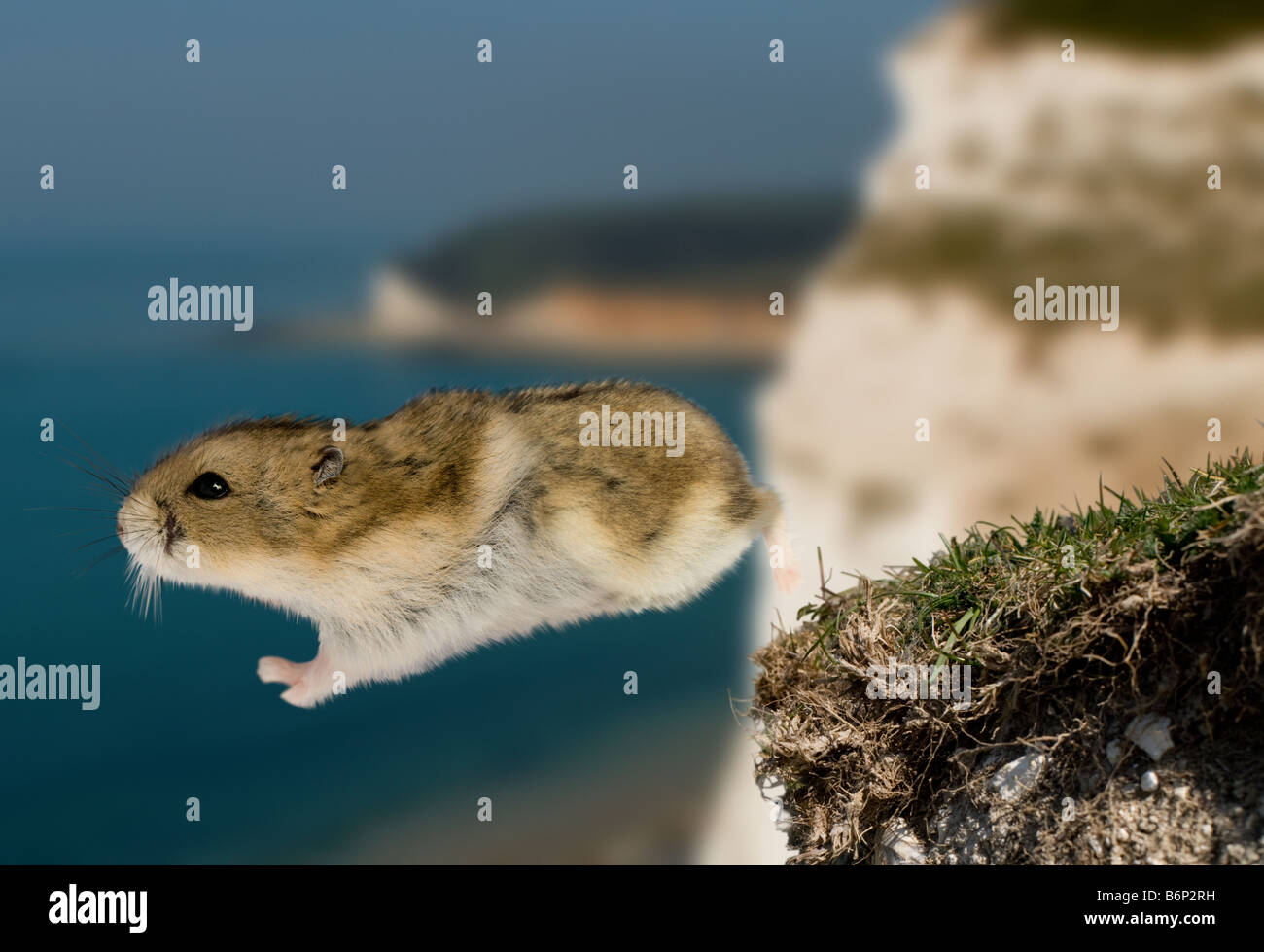 Lemming von Klippe zu springen Stockfoto