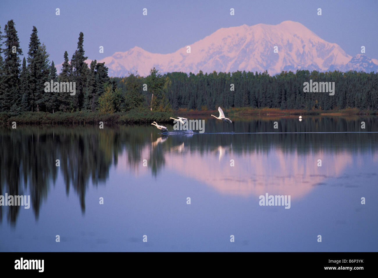 Trumpeter Schwäne Land auf See Kashwitna mit Mount Foraker im Abstand Alaska USA Stockfoto