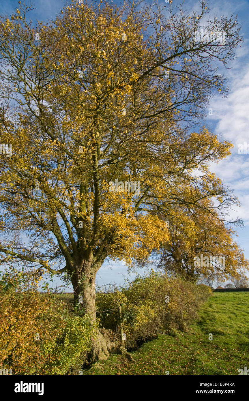 Herbstliche Feld Ahorn Acer Campestre mit englischer Eiche Quercus Rober in Hecke Stockfoto