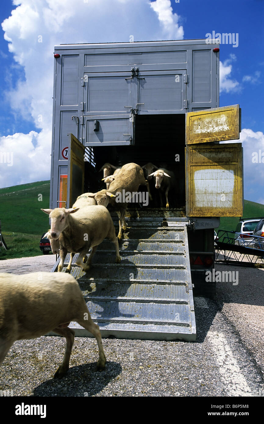 Transport von Schafen Berg Weiden in der Sibillini Nationalpark in Italien Stockfoto