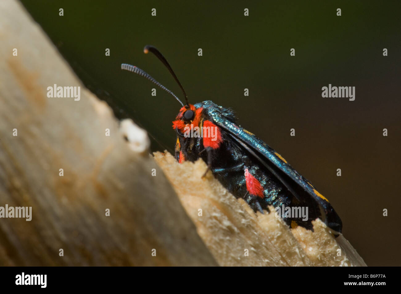 Südafrika herrliche rote schwarze Motte nächtliche fly Schmetterling Rüssel Augen Skalen MAKRO Makro Nahaufnahme Nahaufnahme Insekten Tier Stockfoto