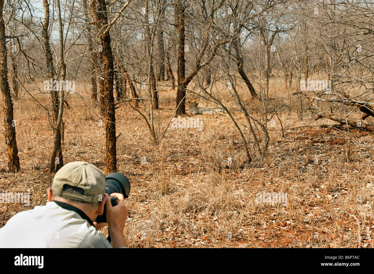 Wildlife Fotograf nimmt Bilder der Geparden Gepard Acinonyx Jubatus lag im Schatten männlichen Biotope Camou liegend Stockfoto