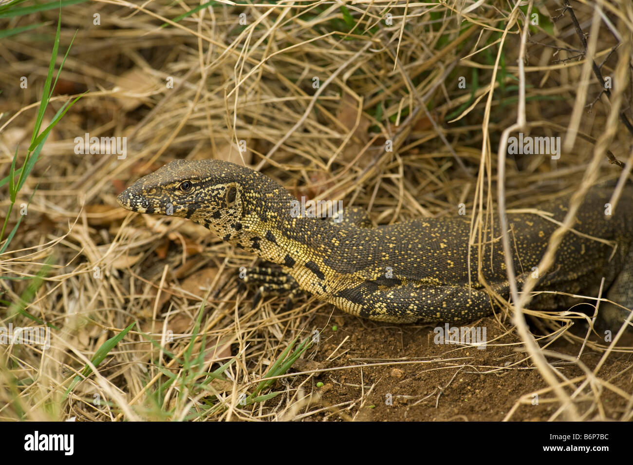 wild wild Nilwaran ECHSE Varanus Niloticus lauern herumzuschleichen lauernden lauert liegen auf der Lauer liegen für Beute getarnt Verkleidung c Stockfoto