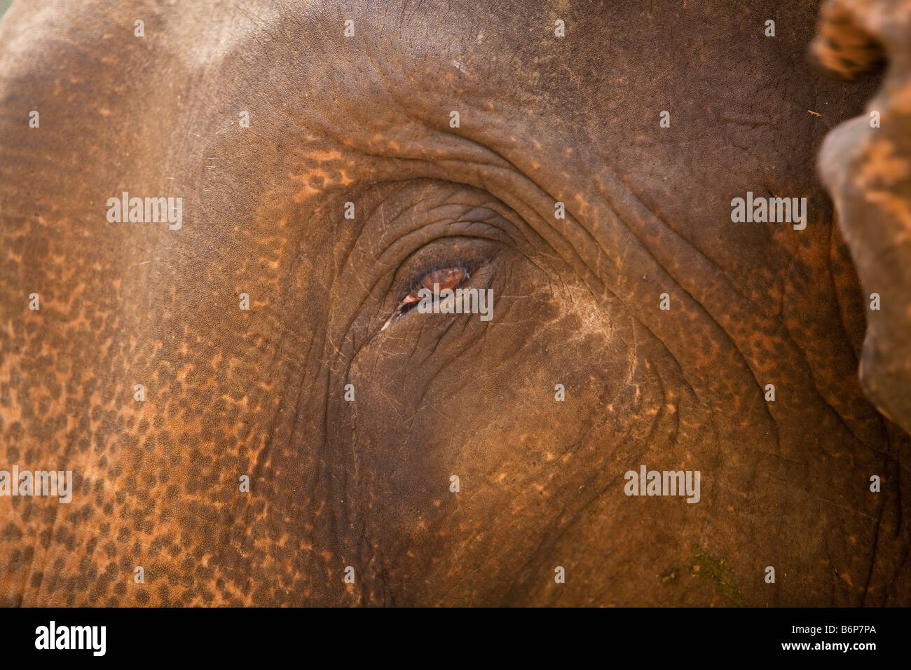 Elefanten Auge, Hügelland, Sri Lanka Stockfoto