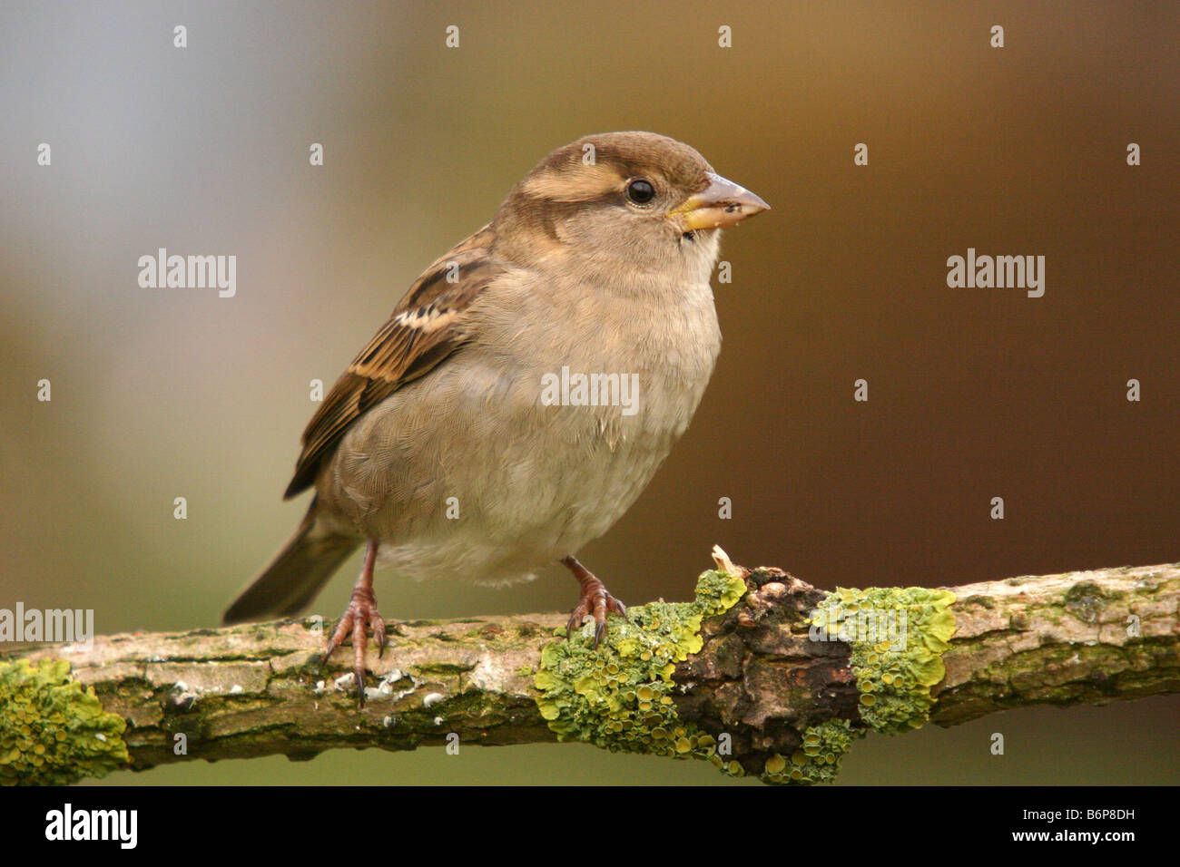 Haussperling Passer Domesticus thront auf Flechten bedeckt Zweig Stockfoto
