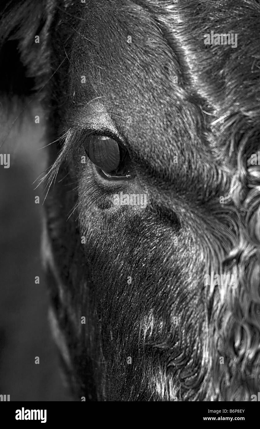 Schließen Sie herauf schwarz-weiß Bild von einem Aberdeen Angus Kalb Peak District September 2008 Stockfoto