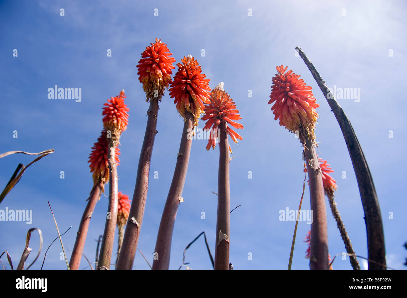 Frosch-Blick auf die roten Blumen einer Poker-Pflanze (Kniphofia) Stockfoto