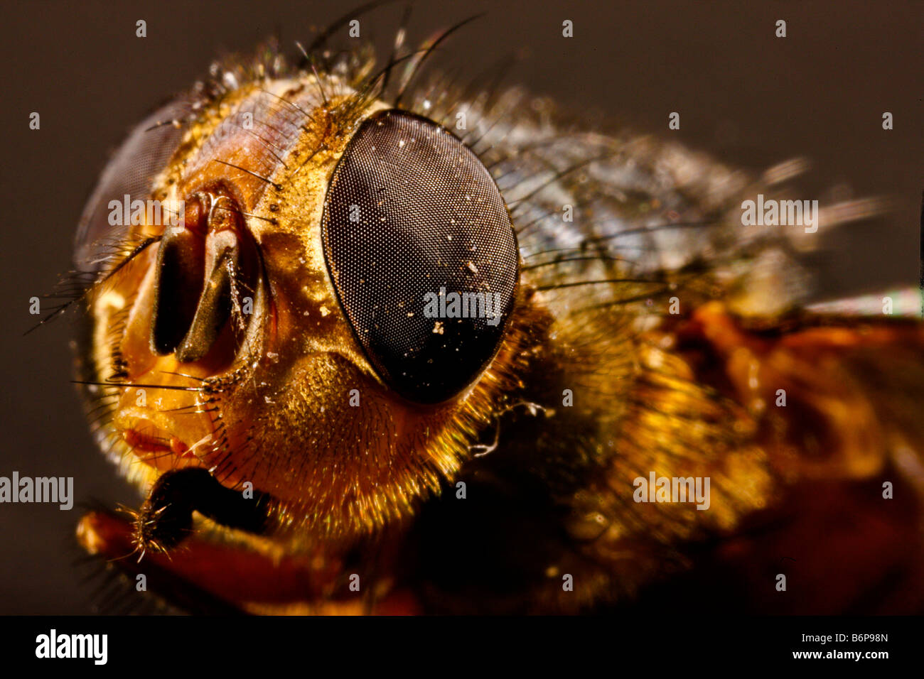 Ein Lager Makroaufnahme einer Fliege, die Detaillierung der Linsen im Auge Stockfoto