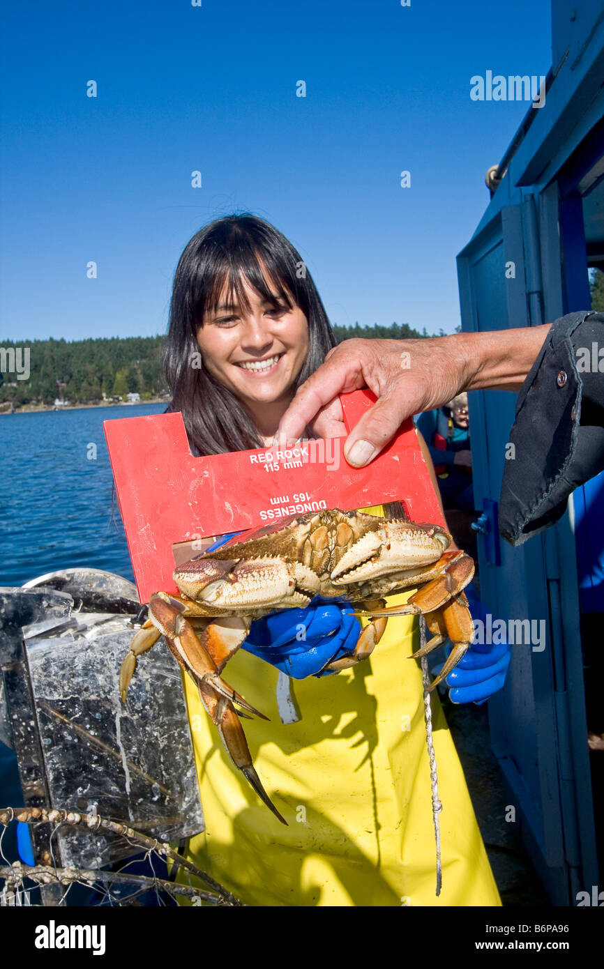 Junge asiatische Frau schaut zu, wie frisch gefangene Krabben gemessen wird, um festzustellen, ob es rechtliche, Britisch-Kolumbien, Kanada Stockfoto